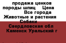 продажа ценков породы шпиц  › Цена ­ 35 000 - Все города Животные и растения » Собаки   . Свердловская обл.,Каменск-Уральский г.